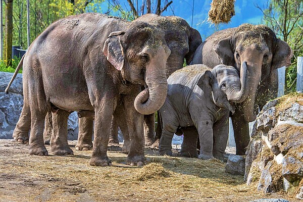 pippi langstrumpf elefanten bybalzer