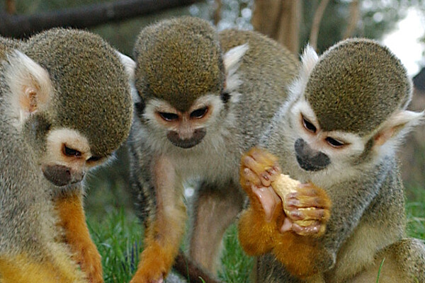 pippi langstrumpf affenfruehstueck bybalzer