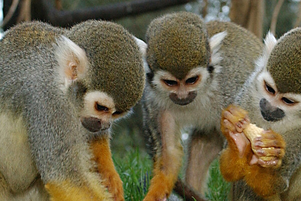 pippi langstrumpf affenfruehstueck bybalzer