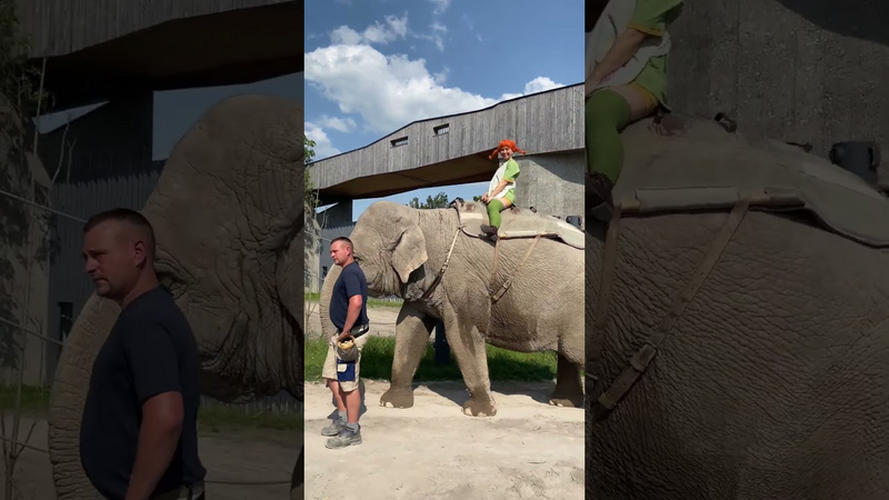 Video link: 8. Piiiippppiiiiii ! War ja eigentlich klar, dass Pippi nicht einfach vor einem Gehege stehen bleibt!