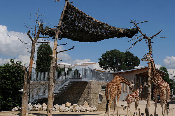 knies kinderzoo zuerich bybalzer