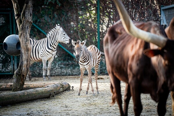 pippi langstrumpf takatukaland zebra nachwuchs lenny marti bybalzer